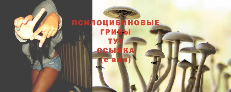 Псилоцибиновые грибы Cubensis  Богданович 